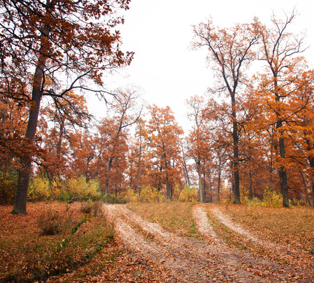 Autumn forest dirt roadの写真素材