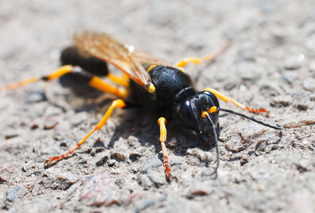 Macro of a wasp on a nature backgroundの写真素材