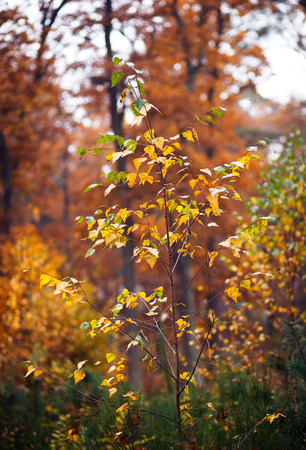 young birch tree on a background autumn forestの写真素材