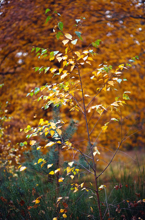 young birch tree on a background autumn forestの写真素材