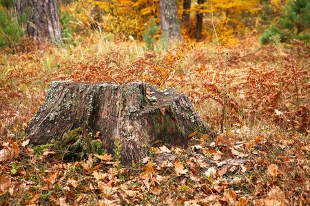 old tree stump in autumn forestの写真素材