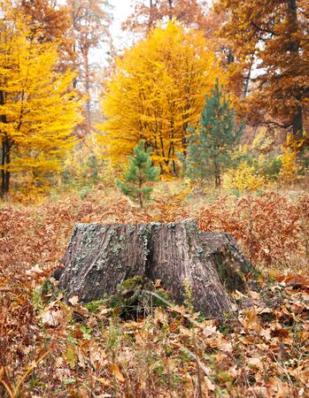 old tree stump in autumn forestの写真素材