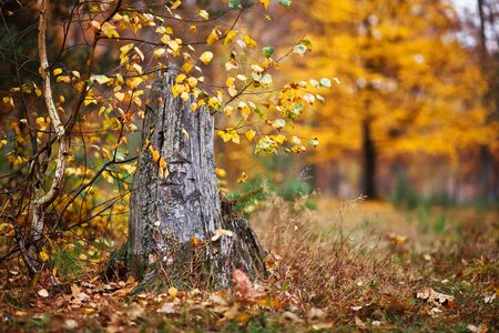old tree stump in autumn forestの写真素材