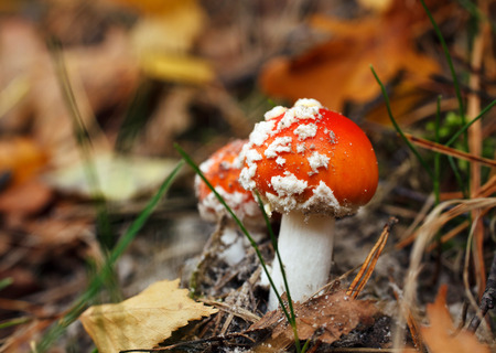 red amanita mushrooms in autumn forestの写真素材