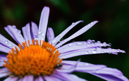Raindrops on purple daisyの写真素材