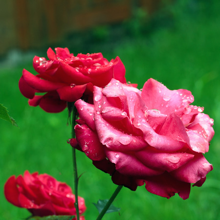 beautiful red roses with dew dropsの写真素材