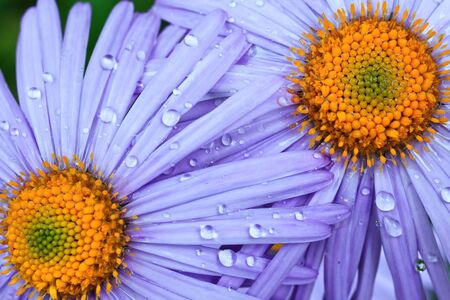 beautiful purple daisy flowers with rain dropsの写真素材