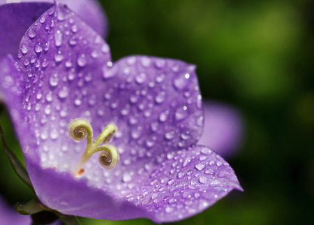 Harebell with drops of dewの写真素材