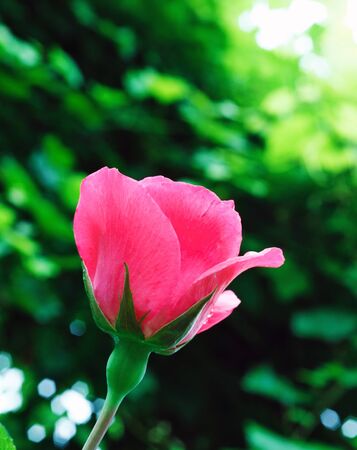 Single Pink Roseの写真素材
