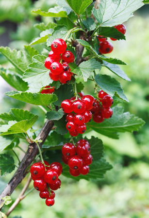 branch of red currantの写真素材