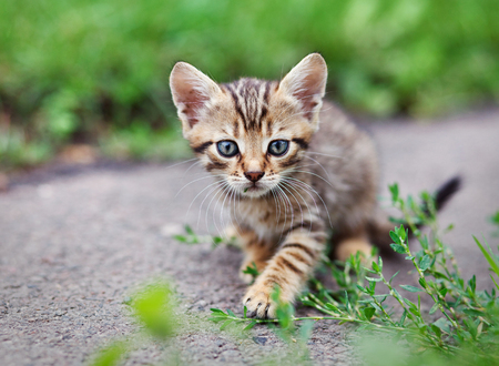 tabby kitten sitting outdoorsの写真素材
