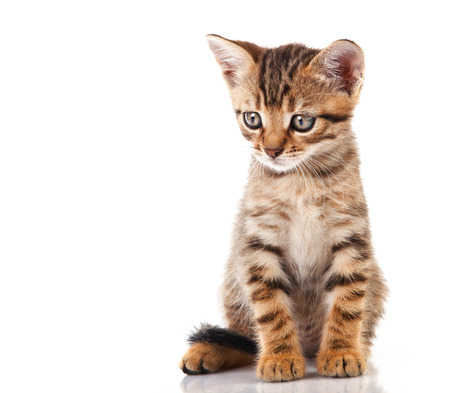 tabby kitten sitting on white background with place for textの写真素材