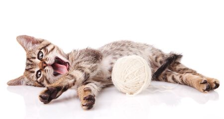 striped kitten playing with white ballの写真素材