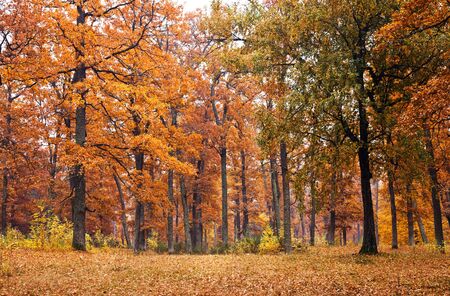 autumn forest background with beautiful treesの写真素材