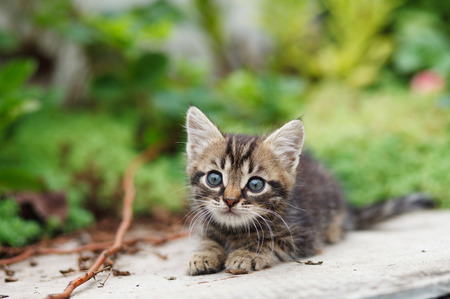 tabby kitten sittingの写真素材