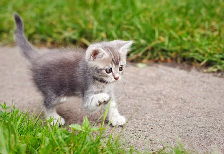 playful gray kitten on outdoorsの写真素材