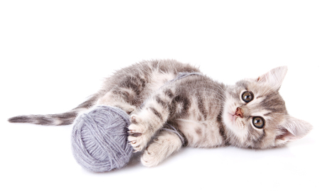 playful tabby kitten with gray ball on white backgroundの写真素材