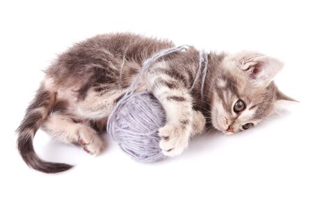 funny gray kitten playing with gray ball on white backgroundの写真素材