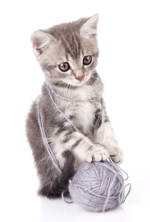 beautiful gray tabby kitten with gray ball  on white backgroundの写真素材