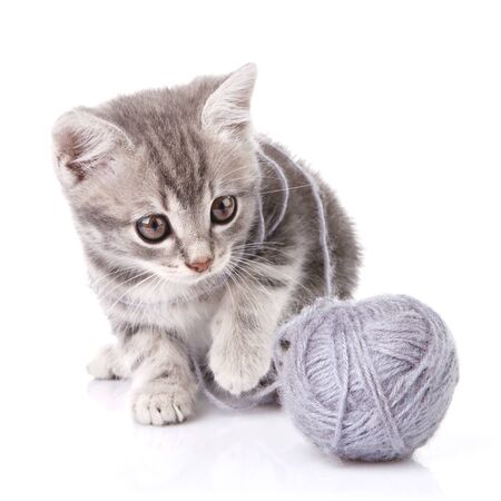 lovely gray kitten with gray ball sitting on white backgroundの写真素材