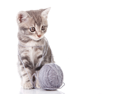 gray kitten with a ball on white backgrounds, copyspaceの写真素材
