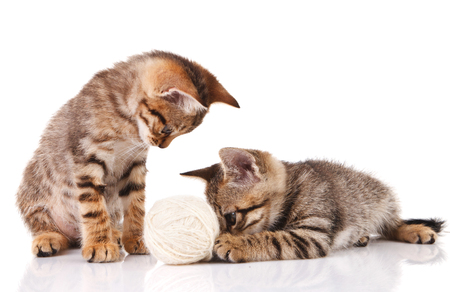 playful striped kittens with a ball on a white backgroundの写真素材