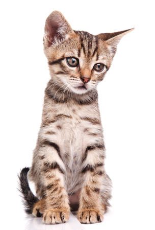 tabby funny kitten sitting on white backgroundの写真素材