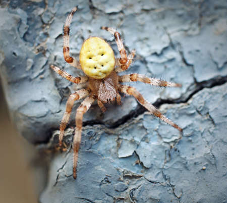Spider in nature backgroundの写真素材