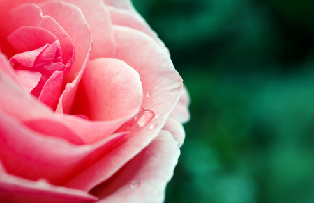 Beautiful pink roseの写真素材