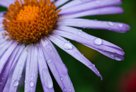 dew drops on a purple daisyの写真素材