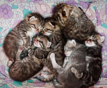 sleepy striped kittensの写真素材