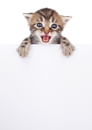 Kitten hanging over blank poster-board, you add the messageの写真素材