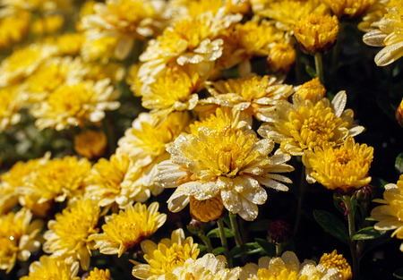 bush beautiful yellow calendula with dew dropsの写真素材