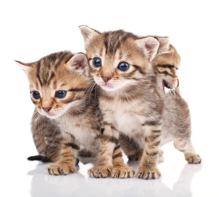 Three little kitten isolated on whiteの写真素材