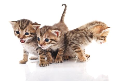 beautiful tabby kittens on a white backgroundの写真素材