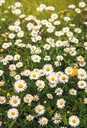 blooming beautiful Chamomile fieldの写真素材