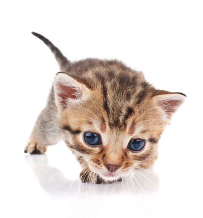 funny striped kitten on a white backgroundの写真素材