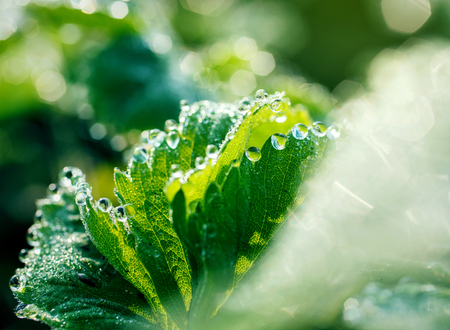 strawberry leaves with beautiful beautiful dew dropsの写真素材
