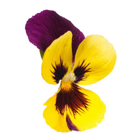 yellow pansy with dew drops isolated on white backgroundの写真素材