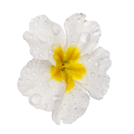 White Primula Primrose with dew drops isolated white backgroundの写真素材