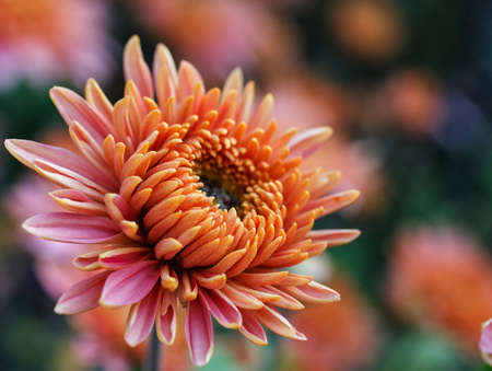 beautiful pink flowers bloom in springの写真素材