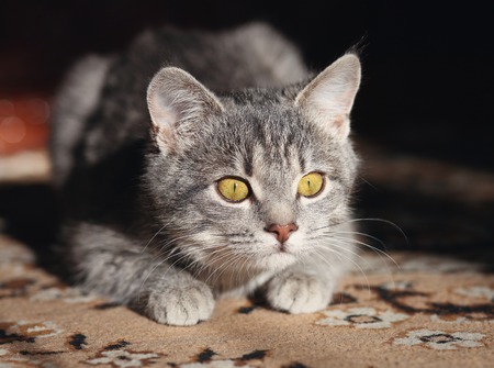 gray cat with yellow eyes preparing to attackの写真素材