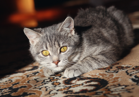gray cat with yellow eyes preparing to attackの写真素材