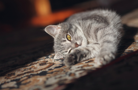 beautiful striped gray cat is in the sunの写真素材