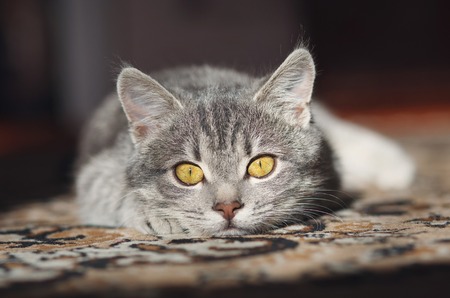 beautiful striped gray catの写真素材