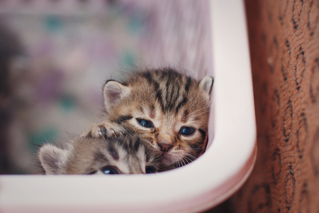 Two newborn kitten looks from basketの写真素材