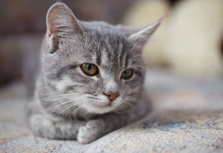 beautiful pussy sitting by the windowの写真素材