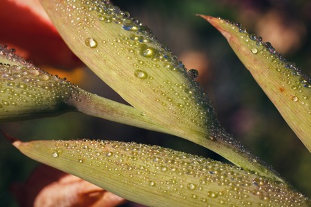 drops of dew on a pink green flower closeupの写真素材