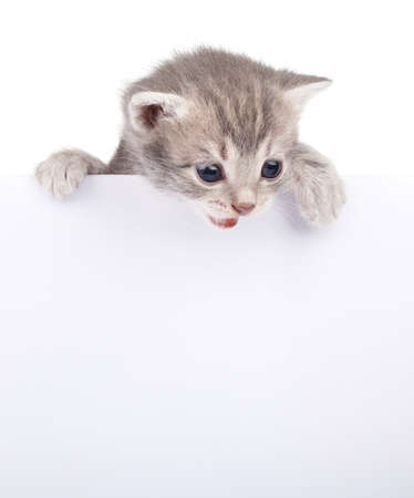 beautiful little emotional gray kitten with white boardの写真素材