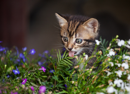 Little kitten playing in ? flowerpot. Outdoorの写真素材